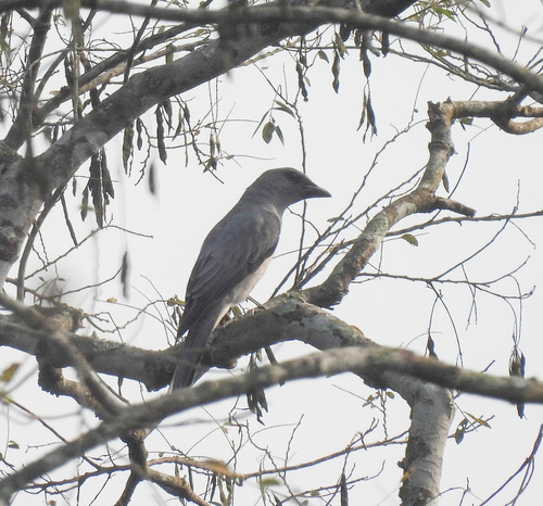Oriental Cuckooshrike (Coracina javensis), photo 5