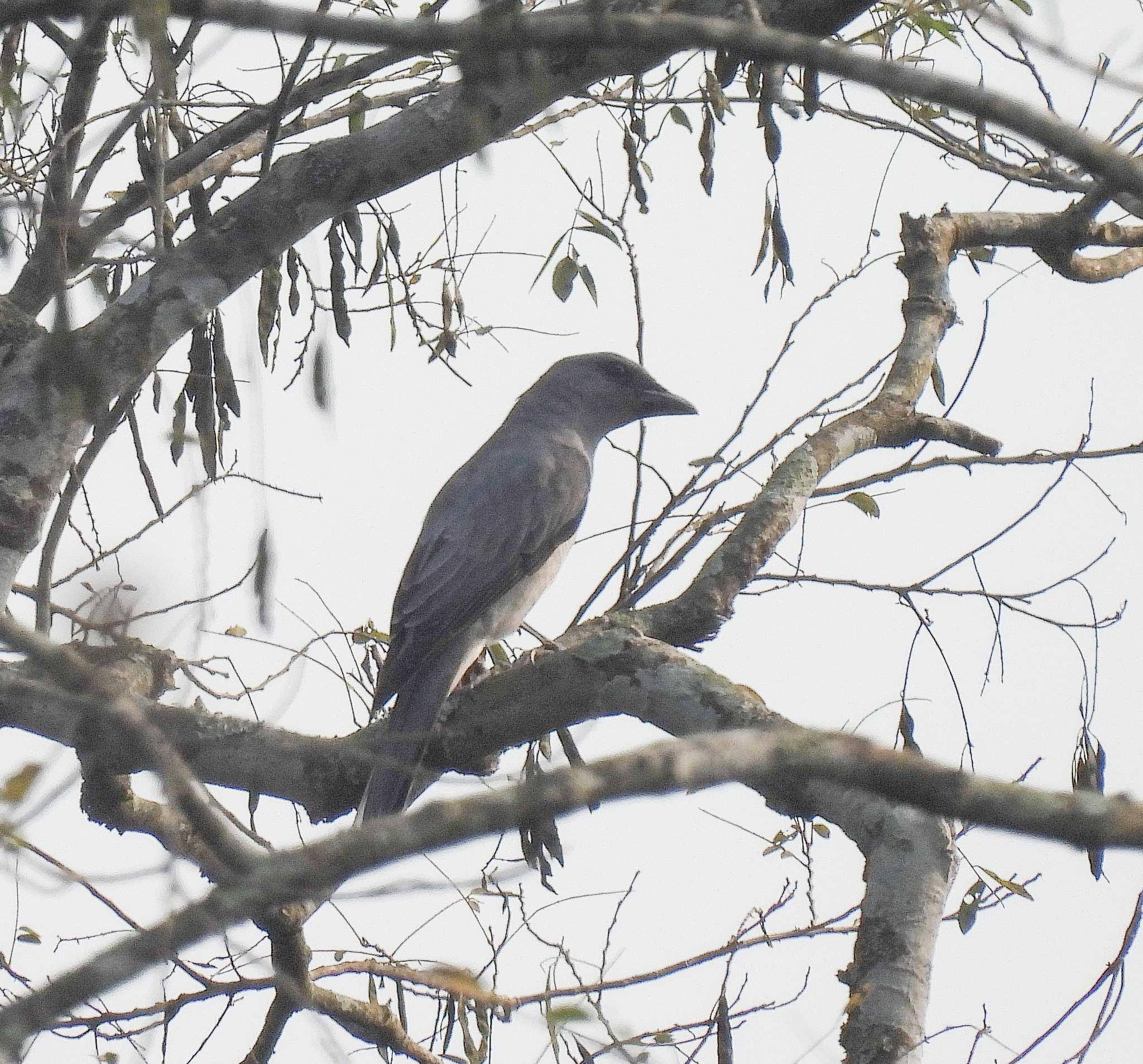 Oriental Cuckooshrike (Coracina javensis), photo 5
