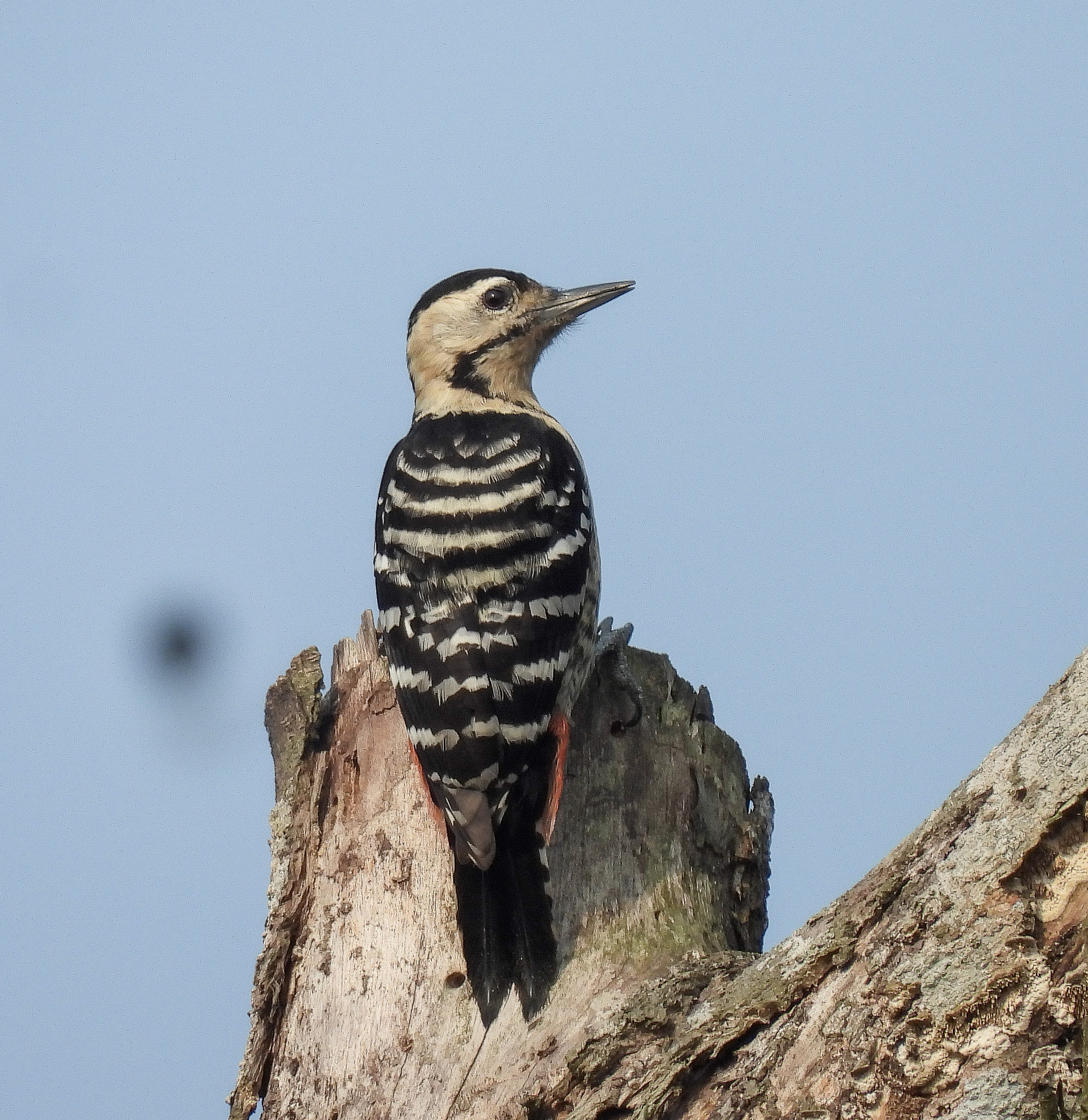 Fulvous-breasted Woodpecker (Dendrocopos macei)