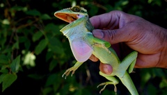 Anolis smallwoodi palardis