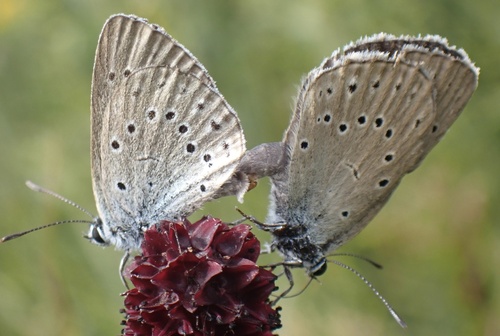 Scarce Large Blue, Noord-Brabant, NL, photo 8 of 10