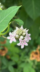 Cynanchum rostellatum, photograph avephill, CC BY, iNaturalist via GBIF