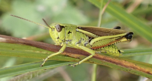 Large Marsh Grasshopper, Vlijmens Ven, Moerputten en Bossche Broek, 's‑Hertogenbosch, North Brabant, NL, photo 7 of 10