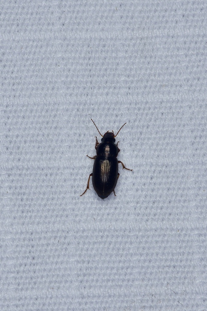 Selenophorus aeneopiceus