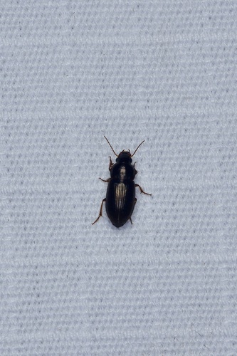 Selenophorus aeneopiceus