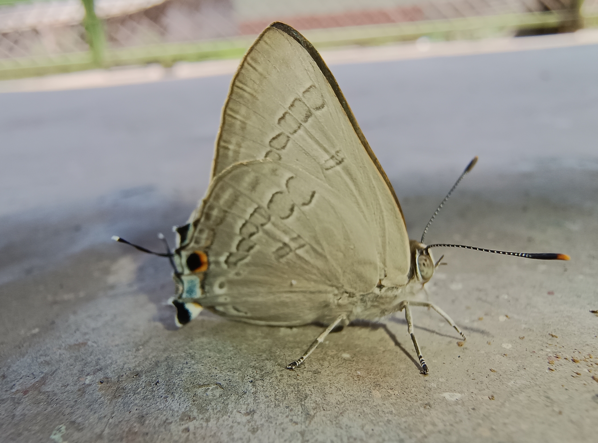 Common Guava Blue
