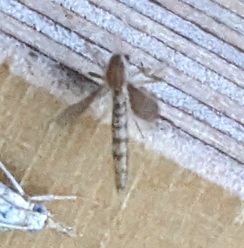 Chaoborus flavicans