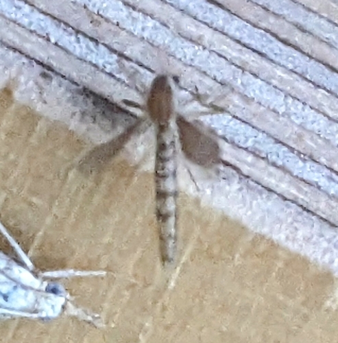 Chaoborus flavicans