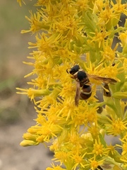 Euodynerus hidalgo hidalgo