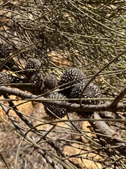 Allocasuarina acutivalvis