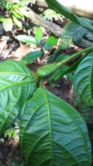 Cordia nodosa