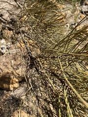 Allocasuarina acutivalvis
