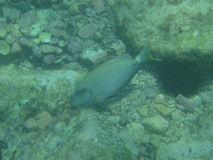 Acanthurus bahianus