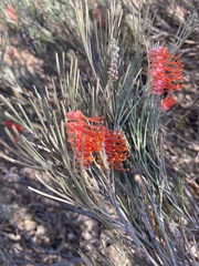 Grevillea hookeriana