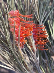 Grevillea hookeriana
