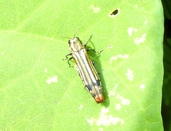 Agrilus catherinae