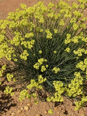 Glischrocaryon aureum