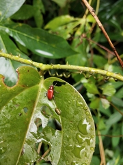 Lilioceris formosana