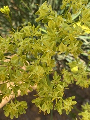 Glischrocaryon aureum