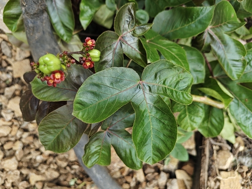 Bellyache Bush