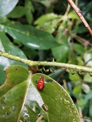 Lilioceris formosana