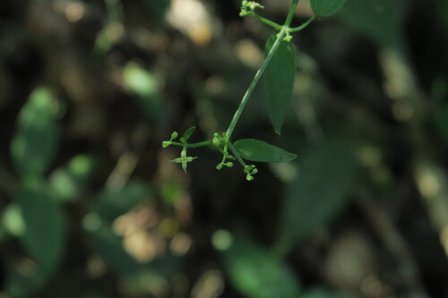 Rubia cordifolia iNat (3)