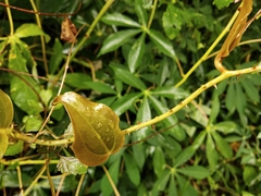 Smilax bracteata