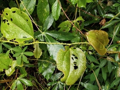 Smilax bracteata