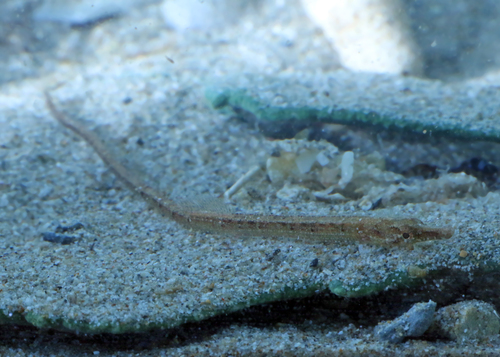 Blauwstip-zeenaald (Hippichthys cyanospilos) — Syngnathidae