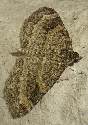 Small Seraphim, District14-Noordeloos, Noordeloos, South Holland, NL, photo 10 of 10