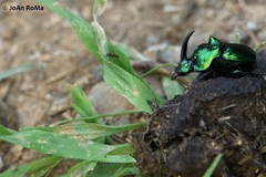 Phanaeus furiosus