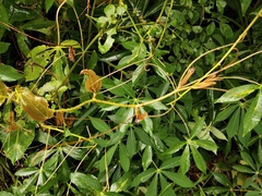 Smilax bracteata