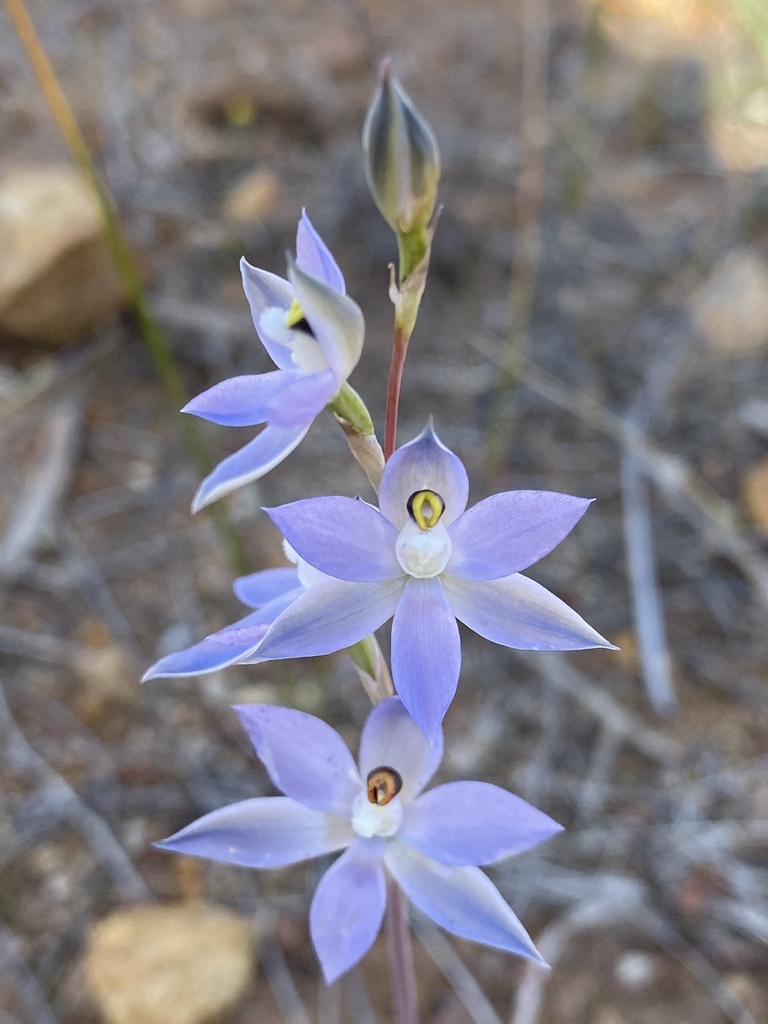 Shy Sun Orchid