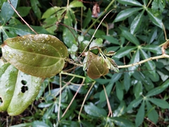 Smilax bracteata