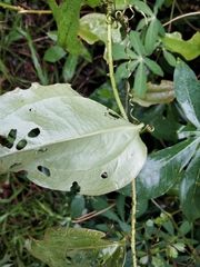 Smilax bracteata