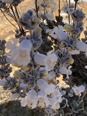 Dasymalla terminalis