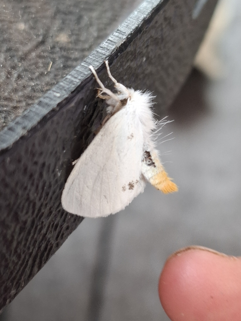 Sphrageidus