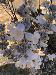 Dasymalla terminalis