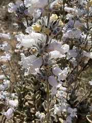 Dasymalla terminalis