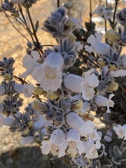 Dasymalla terminalis