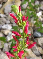 Salvia holwayi