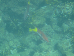 Bodianus pulchellus