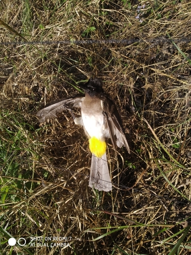 Common Bulbul