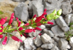 Salvia holwayi