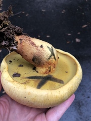 Buchwaldoboletus sphaerocephalus