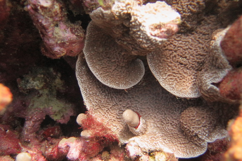 Porites rus, 2025-07-22