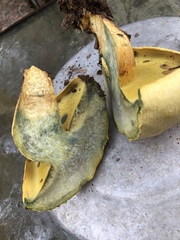 Buchwaldoboletus sphaerocephalus