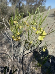 Dodonaea viscosa angustissima