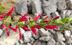 Salvia holwayi