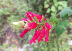 Salvia holwayi